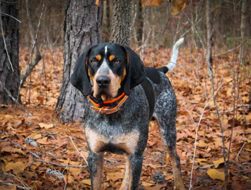 History of the Bluetick Coonhound: